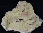 Life-Like Fossil Leaves Preserved In Travertine - Austria #31389-3